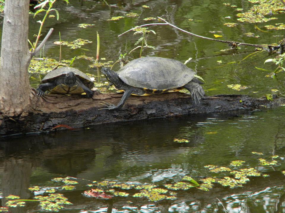 swamp turtle